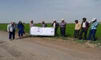 برگزاری روز مزرعه مبارزه با سن گندم در شهرستان البرز با هدف ارتقای دانش کشاورزان