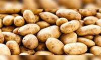 توزیع ۳ تن سیب‌زمینی تنظیم بازار در شهرستان البرز برای حمایت از مصرف‌کنندگان