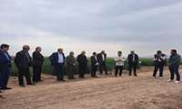 بازدید کارشناسان وزارت جهاد کشاورزی از طرح‌های مقایسه ارقام گندم در قزوین