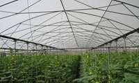توسعه کشت‌های گلخانه‌ای؛ فعالیت ۲۵ هکتار گلخانه در شهرستان قزوین