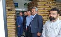 کشت ذرت علوفه‌ای در بیش از ۲۲ هزار هکتار از اراضی استان قزوین
