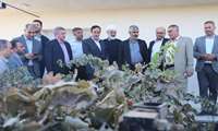 بازدید معاون وزیر جهاد کشاورزی از باغ داربستی مدرن انگور در اسفرورین تاکستان