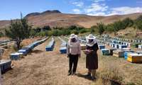    آغاز سرشماری زنبورستان های استان قزوین