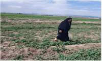 پایش میدانی مزارع تاکستان؛ هشدار نسبت به شیوع سن گندم و شته کلزا 