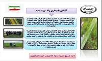 بیماری زنگ زرد شهرستان قزوین  