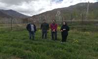 عملیات میدانی کنترل ملخ در روستای آقاگیر شهرستان البرز ؛ مبارزه با ملخ شاخک بلند آغاز می‌شود 
