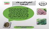  آشنایی با آفت سن مادر در اراضی کشاورزی شهرستان قزوین 