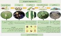 اینفوگرافی| سن گندم 