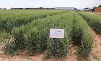 آغاز فاز دوم طرح غنی‌سازی گندم در شهرستان بویین‌زهرا 