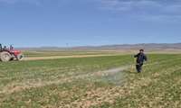 اجرای دو طرح ملی برای تقویت بهره‌وری مزارع دیم در روستای آق‌بابا قزوین