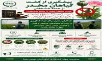 پیشگیری از کشت گیاهان مخدر 