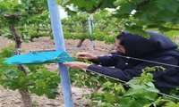 استقرار شبکه‌های پیش‌آگاهی آفات در قزوین؛ گامی در جهت توسعه مدیریت تلفیقی و کاهش سم‌پاشی‌های تقویمی