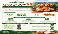برداشت ۱۱ هزارتن پیاز؛ حاصل مدیریت نوین مزارع قزوین