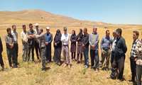 برگزاری روز مزرعه دیم در تاکستان؛ معرفی ارقام برتر گندم، جو و نخود و ترویج راهکارهای کشاورزی پایدار 