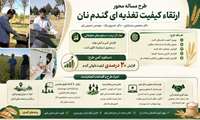  اینفوگرافی | ارتقا کیفیت تغذیه ای گندم نان در استان قزوین 