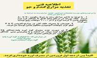  اینفوگرافی | توصیه فنی تغذیه مزارع گندم و جو 