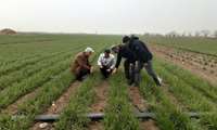 پیگیری برنامه مصوب تولید بذر استان و بازدید از مزارع پایه های بذری گندم و جو 
