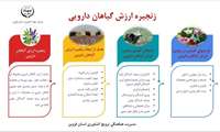 اینفوگرافی | زنجیره ارزش گیاهان دارویی