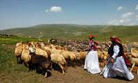 جهش ۴۰۰۰ میلیارد ریالی درآمدهای عشایر قزوین؛ نقشی بی‌بدیل در اقتصاد و امنیت غذایی استان