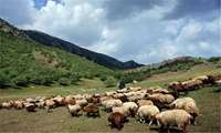 بازنگری در پروانه‌های چرای دام؛ گامی در جهت حمایت از جامعه عشایری قزوین