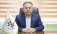 آغاز مبارزه با پوره سن گندم در مزارع گندم و جو استان قزوین