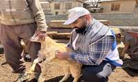 پوشش واکسیناسیون ۷۰۰ هزار رأس دام سبک در قزوین؛ مقابله با طاعون نشخوارکنندگان کوچک