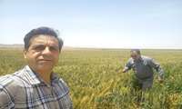 بازدید از مزارع گندم و جو اسفرورین و صدور اخطار توقف تغییر کاربری اراضی
