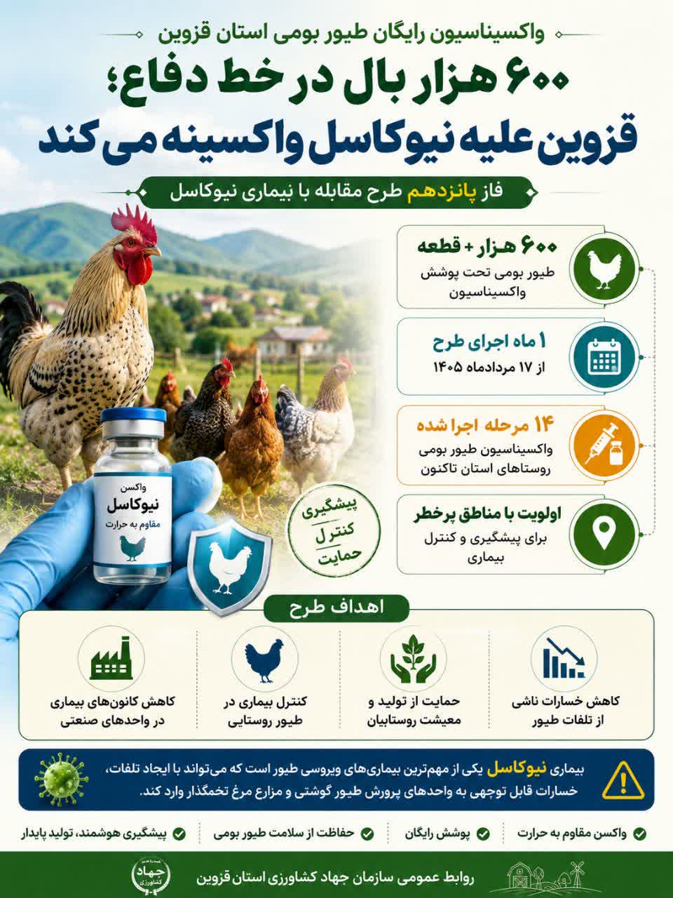 فاز پانزدهم واکسیناسیون رایگان طیور بومی استان علیه بیماری نیوکاسل