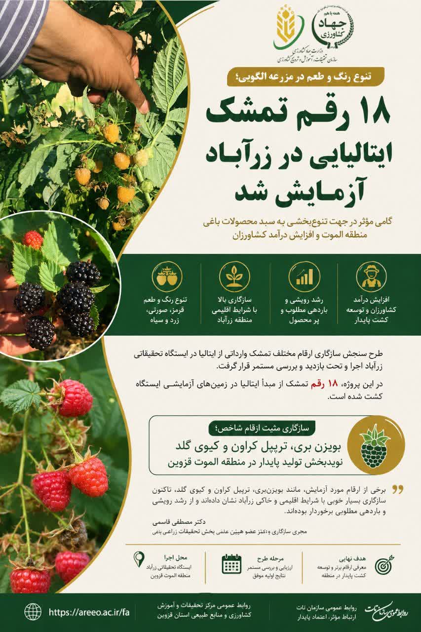  آزمایش هجده رقم تمشک ایتالیایی ،گامی موثردرتنوع سبدمحصولات باغی و افزایش درآمدکشاورزان درالموت