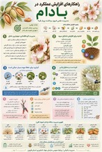 اینفوگرافی _ راهکارهای افزایش عملکرد محصول بادام 