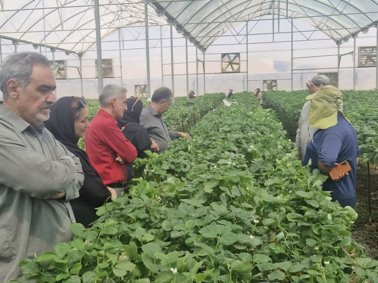   توت‌فرنگی سالم در گلخانه‌های آبیک؛ توسعه کنترل بیولوژیک برای کاهش مصرف سموم