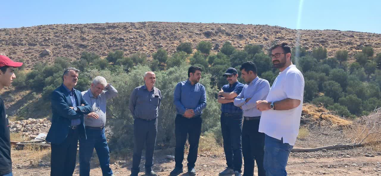 طرح زیتون‌کاری ۱۰۰ هکتاری طارم قزوین آماده انتقال سند شد
